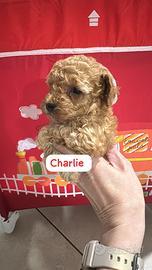 Charlie cucciolo barboncino