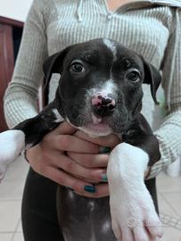 Cucciola di pitbull