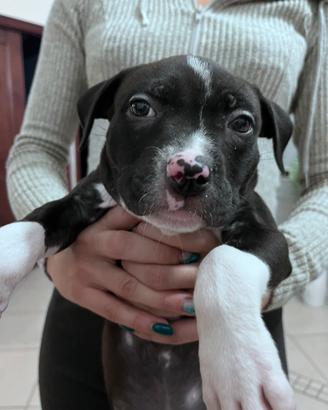 Cucciola di pitbull
