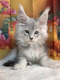 LEGGERE SOTTOMaine Coon COSTOSO Blu Silver Ticked