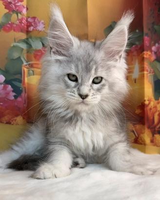 LEGGERE SOTTOMaine Coon COSTOSO Blu Silver Ticked