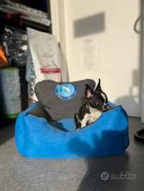 Cucciolo chihuahua mini nero bianco