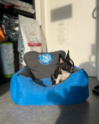 Cucciolo chihuahua mini nero bianco