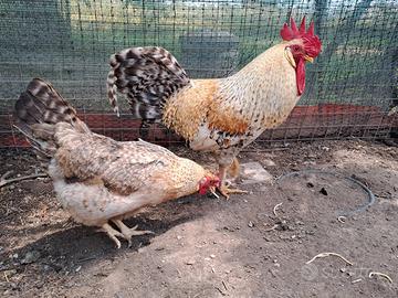 Coppia di legbar più 2 galline