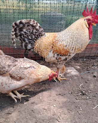 Coppia di legbar e araucana