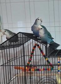 Inseparabili (pappagalli)