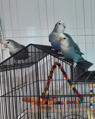 Inseparabili (pappagalli)
