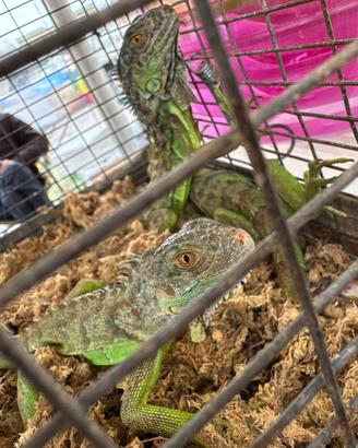Iguana iguana