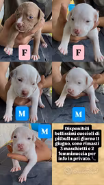 Cuccioli di pitbull