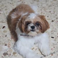 Shih tzu
