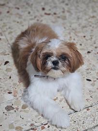 Shih tzu