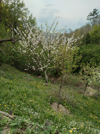 Terreno agricolo