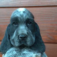 Cuccioli cocker spaniel inglese con PEDIGREE