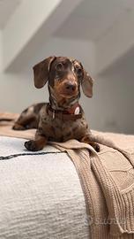 Bassotto nano arlechino choco per monta