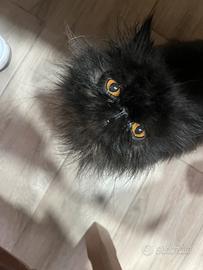 Gatto persiano