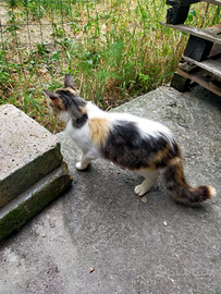 Gattina femmina, pelo lungo, occhi verdi