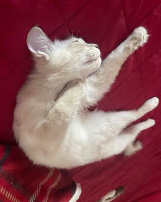 Gatti ragdoll