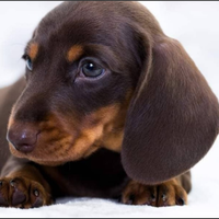 Bassotti nano/kaninchen 75 gg