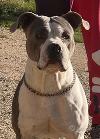 American Bully standard Blue