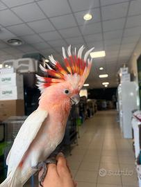 Cacatua leadbeatar