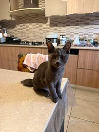 Gattino grigio