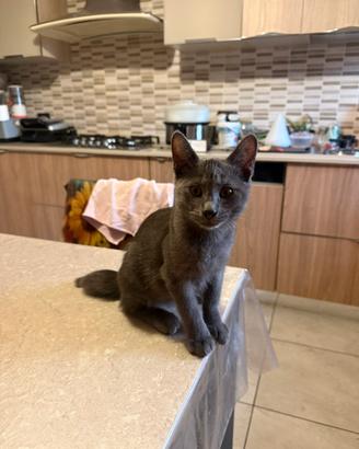 Gattino grigio