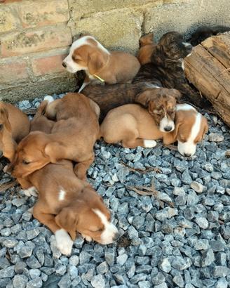 Cuccioli di segugio maremmano