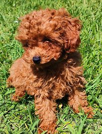 Barboncini Toy con PEDIGREE