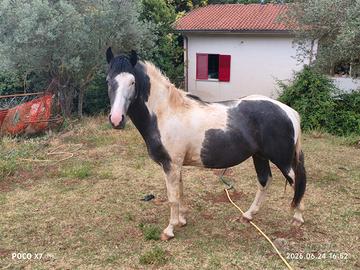 Paint per appaloosa