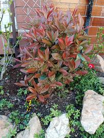 Photinia Red Robin Fotinia Pianta da siepe

n.3