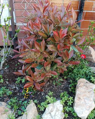 Photinia Red Robin Fotinia Pianta da siepe

n.3