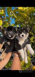 Shiba inu
