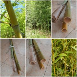 Canne di Bamboo