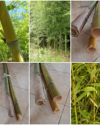Canne di Bamboo
