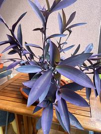 Tradescantia pianta