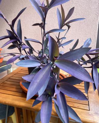 Tradescantia pianta