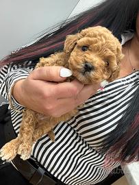 Barboncino albicocca