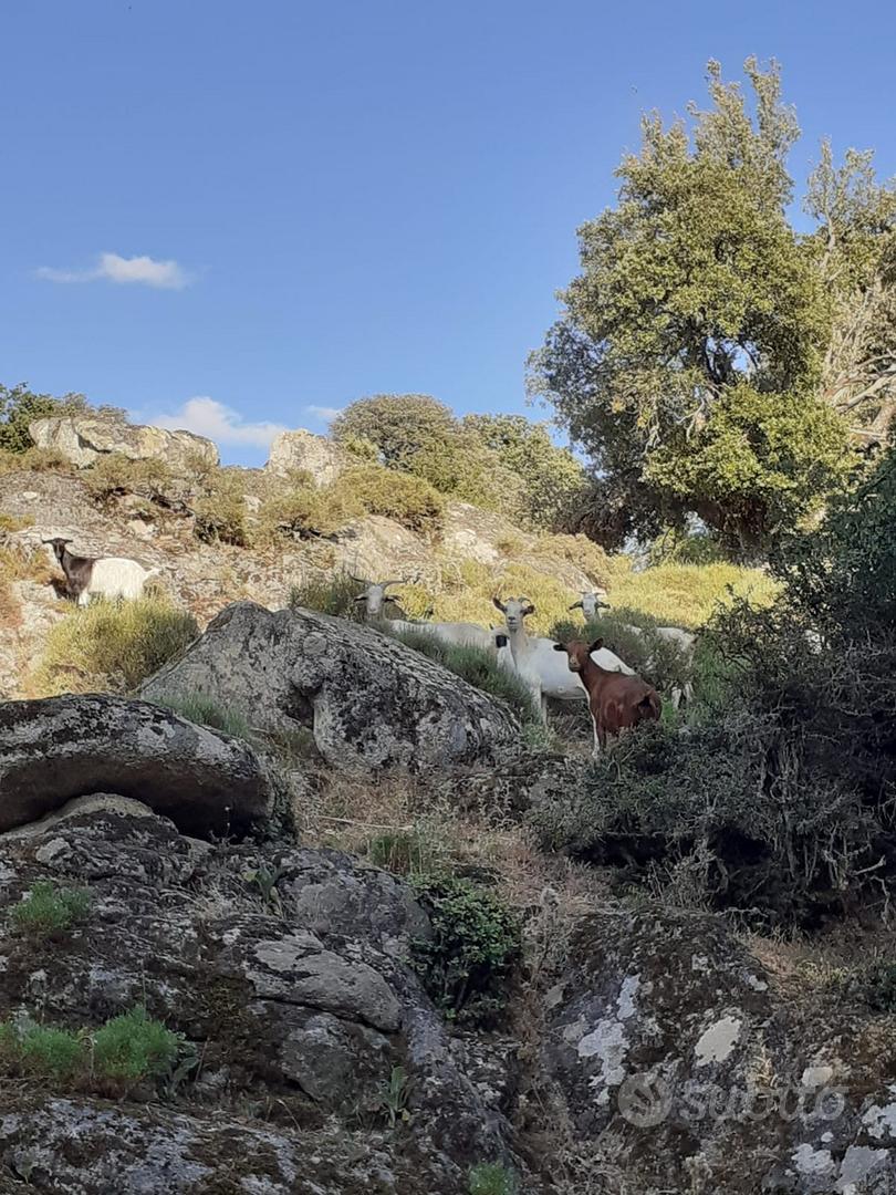 Capre maltesi per pecore - Animali In vendita a Nuoro