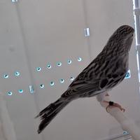 Canarini agata bianchi