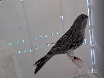 Canarini agata bianchi