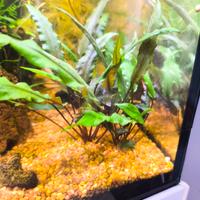 piante acquario