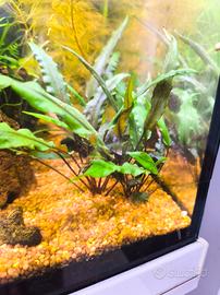 piante acquario