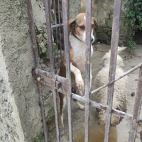 Cani da cinghiale