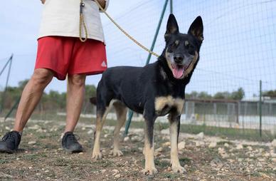 Tappina, affettuosa e brava desidera una famiglia