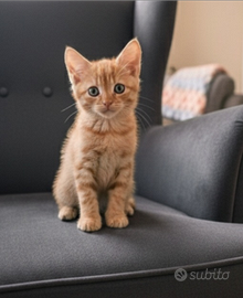 Gattino rosso pelo semilungo
