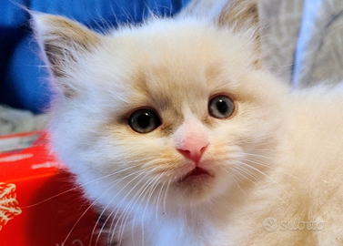 Cucciolo Ragdoll