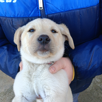 Cucciola di labrador