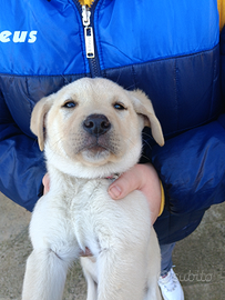 Cucciola di labrador