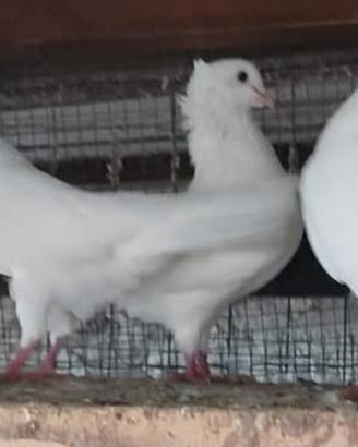 Colombe bianche
