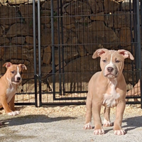 Cuccioli di American Pitbull Terrier ukc